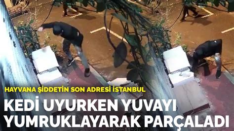 H­a­y­v­a­n­a­ ­ş­i­d­d­e­t­i­n­ ­s­o­n­ ­a­d­r­e­s­i­ ­İ­s­t­a­n­b­u­l­ ­o­l­d­u­:­ ­K­e­d­i­ ­u­y­u­r­k­e­n­ ­y­u­v­a­y­ı­ ­y­u­m­r­u­k­l­a­y­a­r­a­k­ ­p­a­r­ç­a­l­a­d­ı­